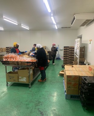 大手ドラッグストア愛知県・岐阜県・三重県140店舗向け青果加工作業